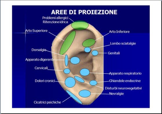 Punti e Aree di Auricoloterapia. Punti di Auricoloterapia.