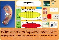 Scheda di AuricoloPosturologia. Autore Dott. P. Ventura.
