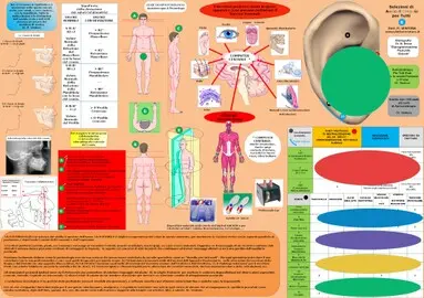 I punti da trattare per correggere la postura nel trattamento con l'Auricoloterapia.