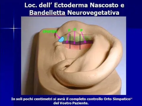 Corso di Auricoloterapia di I livello base sec. Nogier e MTC. Corso di Auricoloterapia I livello sec. Nogier e MTC