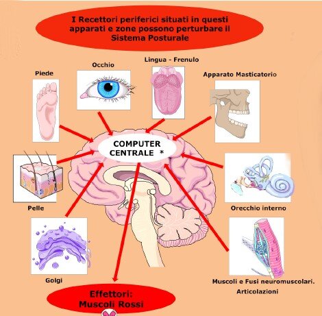 La cura della postura con l'auricoloterapia