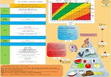 La dieta da proporre ed il calcolo del BMI.